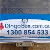 dingobus